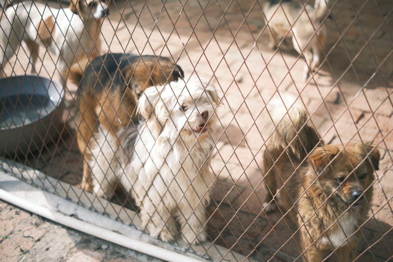 Animal Shelter Festival
